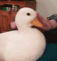 Aww Duck (Animated) meme template