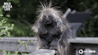bbc one bear GIF by BBC (Animated) meme template