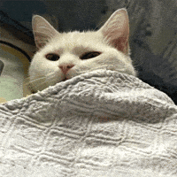 Bored (Animated) meme template