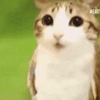 Cat Singing (Animated) meme template