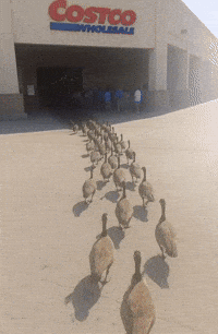 Costco GIF by Respective (Animated) meme template