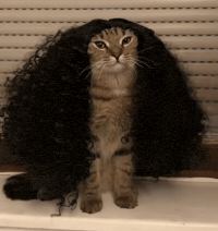 Cute Cat (Animated) meme template