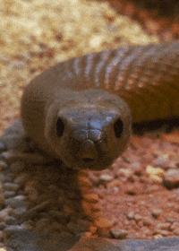 Inland Taipan Snake (Animated) meme template
