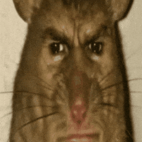 Mouse Rat (Animated) meme template