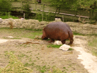 Poop Hippo (Animated) meme template