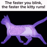Russian Cat GIF by Airlearn (Animated) meme template