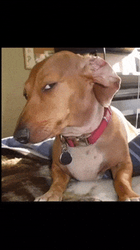 Suspicious Brown Dog (Animated) meme template