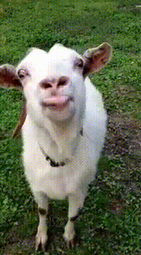 Tongue Goat (Animated) meme template