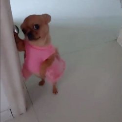 Apex Chihuahua meme template
