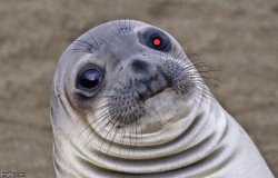 Awkward Moment - Red Team Cyborg Anthropologist Sea Lion meme template