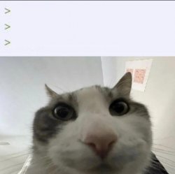 Cat looks inside meme template