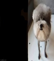 he made a statement blank meme template