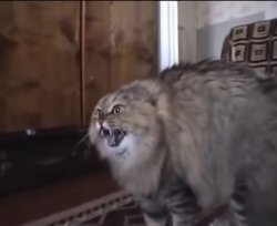 Hissing cat meme template