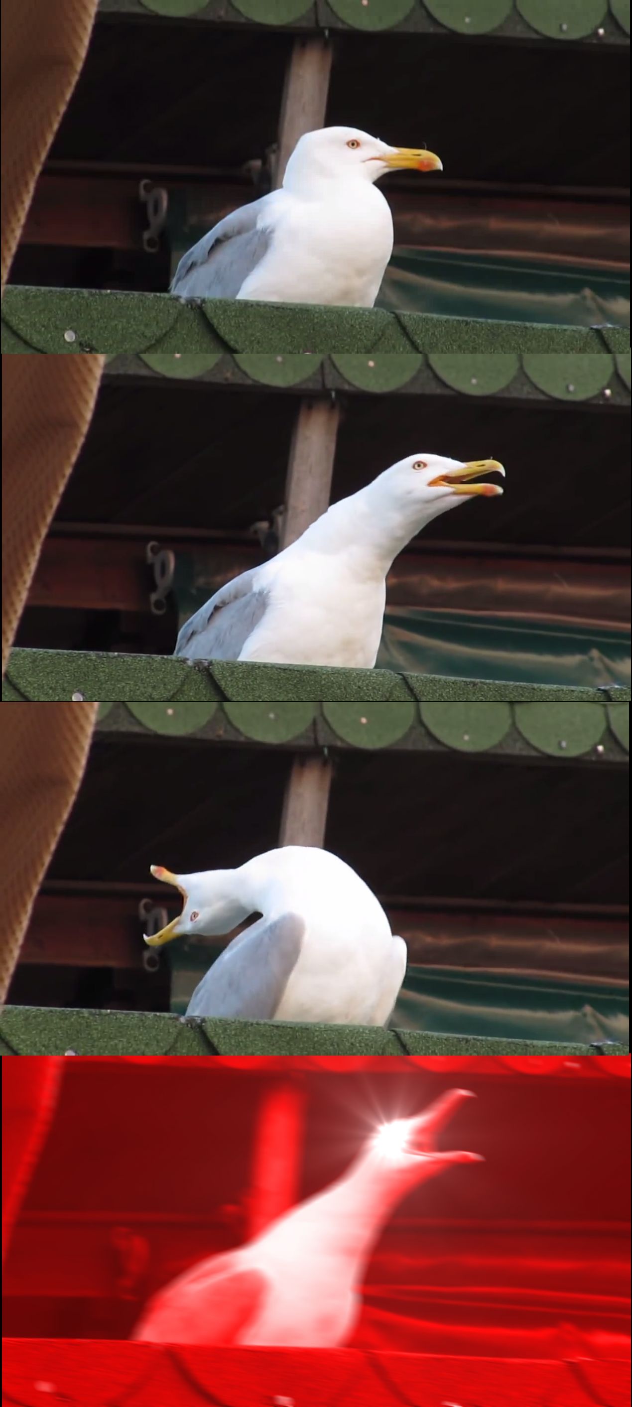 Inhaling Seagull meme template