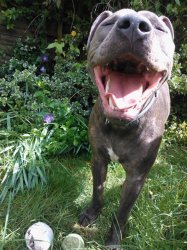 Marley 2- ticket master meme template