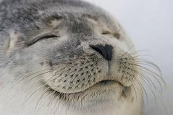 Satisfied Seal meme template