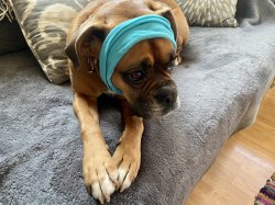 Tsitsipaws meme template