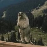 Yelling Beaver meme template